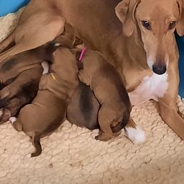 Azawakh Puppies from Kel Simoon Azawakh