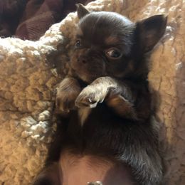 Sophia - Chocolate female Chihuahua puppy in Amelia, Virginia from Pannell’s Precious Pups