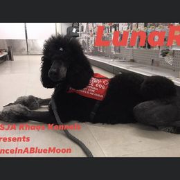 Poodle All Grown Up from Khaos Kennels WV