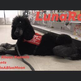 Poodle All Grown Up from Khaos Kennels WV