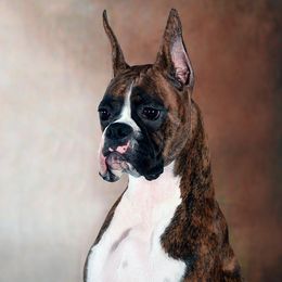 Whisky - Boxer