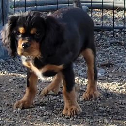 Cavalier King Charles Spaniel Puppies from Cavaliers by Patricia Green