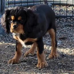 Cavalier King Charles Spaniel Puppies from Cavaliers by Patricia Green