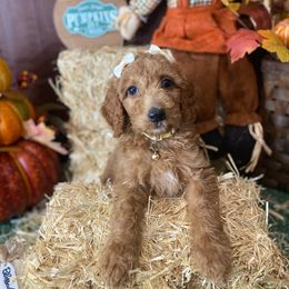 Tan collar - Goldendoodle puppy from Cisneros Goldendoodles