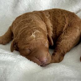 Nectar - Red female Bernedoodle puppy in Mint Hill, North Carolina from Ball-Y-Hoo Bernedoodles