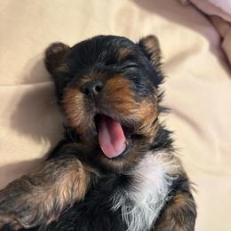 Beanie (Purple collar) - Black and tan male Yorkshire Terrier puppy in Riverbank, California from Yorkie_Wonderland and Stud Services