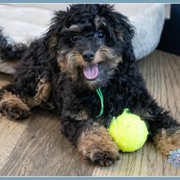 Acorn - Black and tan male Cockapoo puppy in Connersville, Indiana from Deaz Doodle Ranch