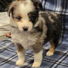 Victoria - Blue merle female Toy Australian Shepherd puppy in Leonard, Texas from Tin Roof Aussies