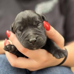 Boy 2 - Black male Labrador Retriever puppy in Napavine, California from StormyDaze Labradors & Beagles