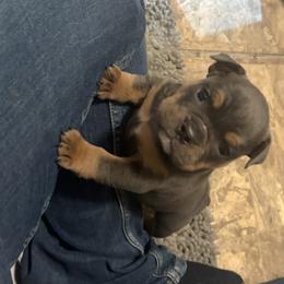 Aussiedoodle, Bulldog, Miniature Australian Shepherd, Poodle, and Toy Australian Shepherd Puppies from Mowry Creek Mini Aussiedoodles and More