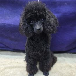 Korè - Poodle