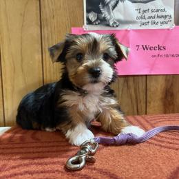 Boy 4 - Parti male Yorkshire Terrier puppy in Bear Creek, North Carolina from Yorkie Time