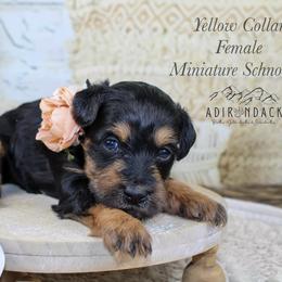 Yellow collar - Black and tan female Schnoodle puppy in Plattsburgh, New York from Adirondack Poodles Goldendoodles,Bernedoodles & Schnoodles