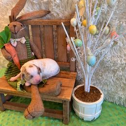 Marsha - Parti female Goldendoodle puppy in Bucyrus, Missouri from Hill Top Pomskies