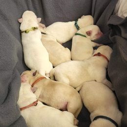 Labrador Retriever Puppies from Texas Finest English Labradors