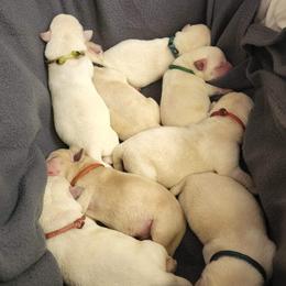 Labrador Retriever Puppies from Texas Finest English Labradors