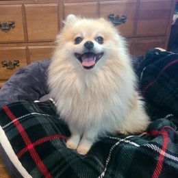 Napoleon - Pomeranian