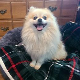 Napoleon - Pomeranian