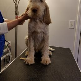 Spinone Italiano Puppies from Stella Del Nord Spinoni Italiani