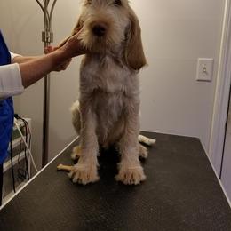 Spinone Italiano Puppies from Stella Del Nord Spinoni Italiani