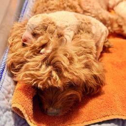 Cavapoo Puppies from Patriot Pups Cavapoos