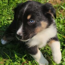 Hagrid - Black tri male Miniature Australian Shepherd puppy in Sunbury, Pennsylvania from Elemental Mini Aussies