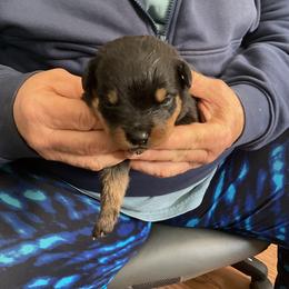 Boy 4 - Black and mahogany male Rottweiler puppy in Cartersville, Virginia from Vom Heldenhaft Rottweilers