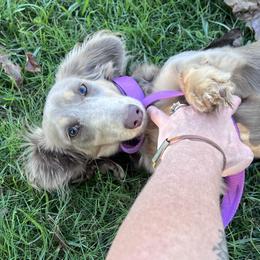Iris - Dachshund