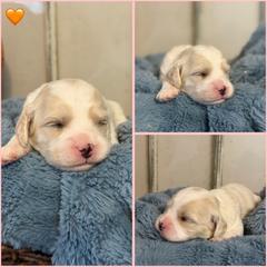 Boy 4 - Blenheim male Cavachon puppy in Smoot, Wyoming from Designer Mountain Mutts