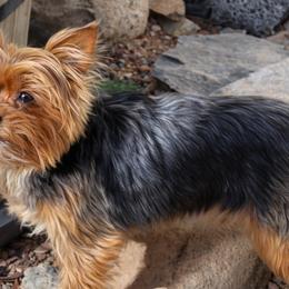 Yorkshire Terriers from Brenda's Yorkies