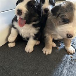 Australian Shepherd Puppies from Hamilton Farms