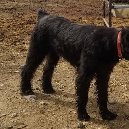 Mora - Giant Schnauzer