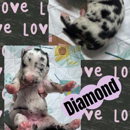 Diamond - Harlequin female Great Dane puppy in Wellsville, New York from Prophecy Danes