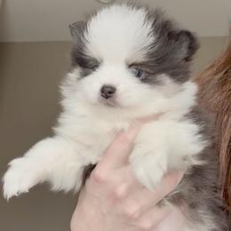 Juliet - Black and white female Pomsky puppy in Long Grove, Illinois from Windy City Pomsky