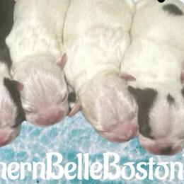 Marlin - Blue male Boston Terrier puppy in Brazos Point, Texas from TX Southern Belle Bostons