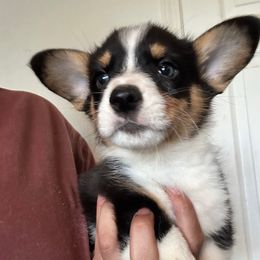 Jet - White and black male Pembroke Welsh Corgi puppy in Rochester, New York from Tnt Yorkies and Cosmic corgis