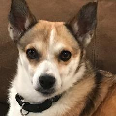 Norwegian Lundehunds from Sakari Kennels