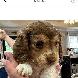 Dachshund Puppies from Creek Life Mini Dachshunds