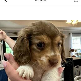 Dachshund Puppies from Creek Life Mini Dachshunds