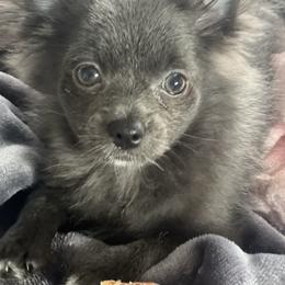 Misty - Blue female Pomeranian puppy in Brentwood, California from Royalpawpoms