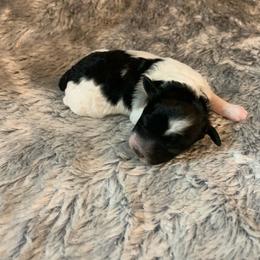 Flaire - Parti female Poodle puppy in Haddam, Kansas from Golden B Acres