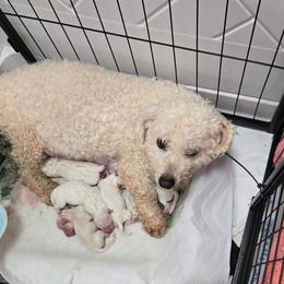Nonnie - Bichon Frise