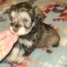 Keizer - Liver male Miniature Schnauzer puppy in Graham, Washington from Kristy's French Bulldogs & Mini Schnauzers