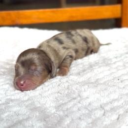 Affogato - Dapple male Dachshund puppy in Greenfield Center, New York from Ridgeview Springers & Dachshunds
