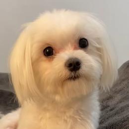 Bailey - Maltese