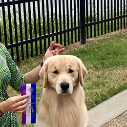 Golden Retrievers from Caliber Golden Retriever’s