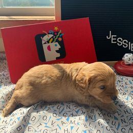 Cockapoo Puppies from Country J Canines