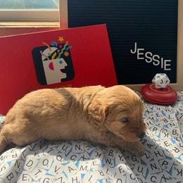 Cockapoo Puppies from Country J Canines