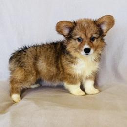 Girl doll 2 - Sable female Pembroke Welsh Corgi puppy in Huntington Beach, California from Gingerbread
