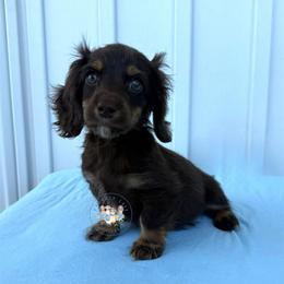 S'mores - Chocolate and tan male Dachshund puppy in Cave City, Kentucky from Mammoth Cave Dachshunds